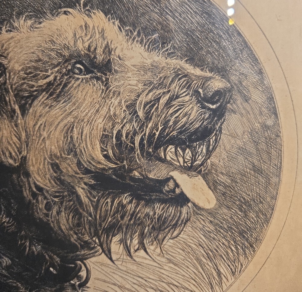 Charles J Sindelar (Sindelaer) Framed Airdale Dog Portrait Pencil Signed Print - Picture 5 of 7